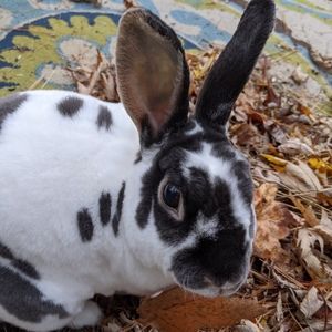 Meet your Posher, Posh